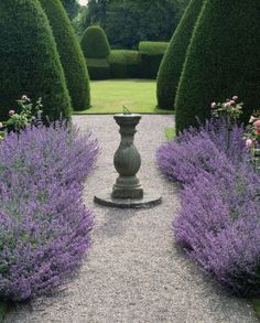 a garden filled with lots of purple flowers next to tall green hedges and bushes on either side of the walkway