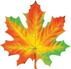 an orange and green maple leaf on a white background with clippings to the left