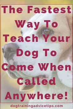 a dog with the words, the fastest way to teach your dog to come when called anywhere