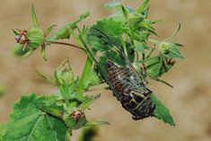 a bug sitting on top of a green leafy plant next to a dirt ground