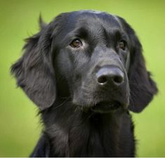 a black dog looking at the camera with an intense look on it's face