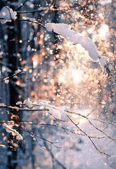 the words winter is coming written in white on a blurry background with trees and snowflakes