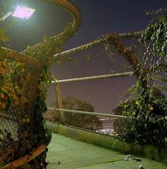 a view of the top of a tall tree at night with lights in the background