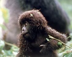 a close up of a baby gorilla in the grass with another animal behind it and trees in the background