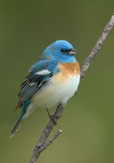 a blue and orange bird sitting on top of a tree branch in front of a green background