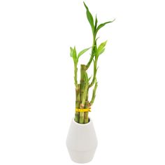 a white vase with some green plants in it