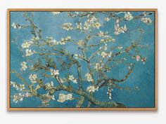 an almond tree with white flowers against a blue background canvas print featuring the branches in blossom