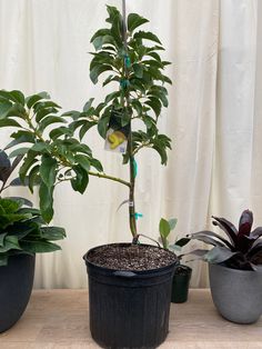 three potted plants with tags on them sitting next to each other in front of a white curtain