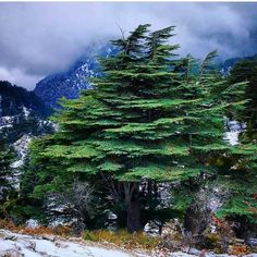 a group of trees in the snow with mountains in the background