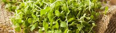 Microgreen : From Seeds To Harvest - Urban Farmer Seeds Sprouts Benefits, Garden Catalogs, Growing Microgreens, Urban Farmer, Growing Veggies, Soil Layers, Garden Greenhouse, Super Greens, Growing Indoors