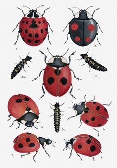 the different types of ladybugs are shown in this illustration, and they appear to be red or black