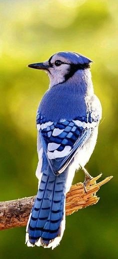 a blue jay is sitting on a branch