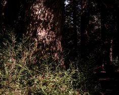 the sun shines through the branches of a tree in a forest filled with tall grass