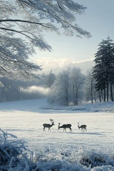 three deer are walking in the snow near trees