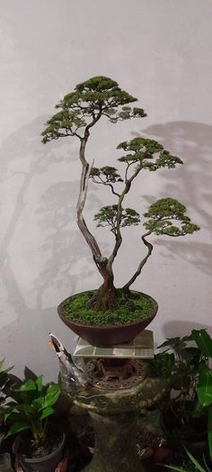 a bonsai tree sitting on top of a potted plant