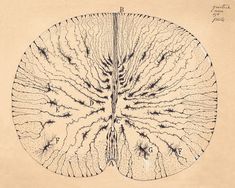 this is an image of a diagram of the human brain in brown paper with black ink