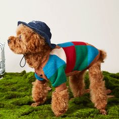 a brown dog wearing a sweater and hat on top of green grass next to a glass bottle