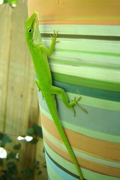 a green lizard sitting on the side of a pot