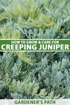 green plants with text overlay how to grow and care for creeping juniper garden's path