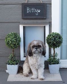 a small dog sits in the front door of a house with potted plants and a sign that says bitty's