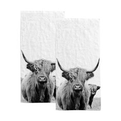 two black and white photographs of long haired cows