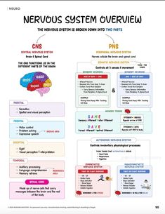 the nervous system overview for children and adults, including their own functions to help them understand what they are doing