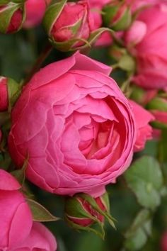 pink flowers with green leaves and buds in the foreground, on a sunny day