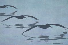 three birds are flying over the water together