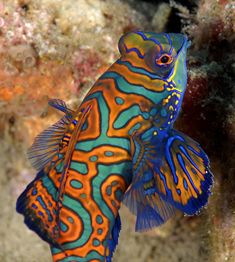 an orange and blue fish on the ocean floor