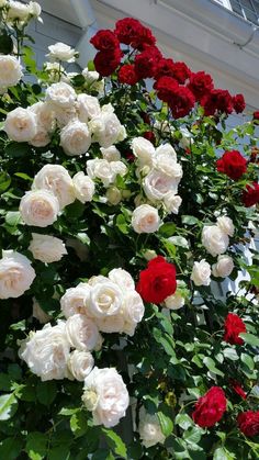 red and white roses are growing on the side of a building