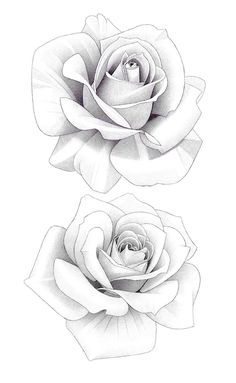 two white roses are shown in this black and white drawing, each with one single flower