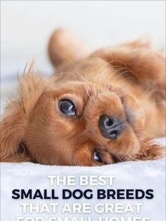 the best small dog breeds that are great for small homes and their owners will love them