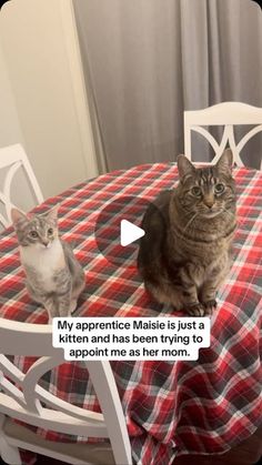 two cats sitting on top of a table with a red and white checkered table cloth