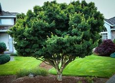 a large tree in the middle of a yard with green grass and bushes around it