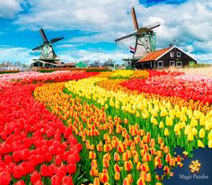 colorful tulips and windmills are in the foreground