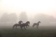 three horses running in the foggy field