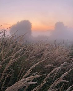 the grass is blowing in the wind on a foggy day