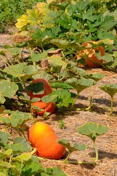 pumpkins growing on the ground in an open field