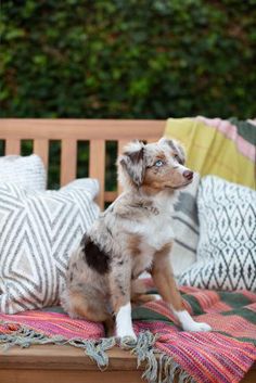 a brown and white dog sitting on top of a wooden bench next to some pillows