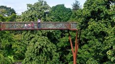 people standing on a bridge over a river in the middle of some trees and bushes