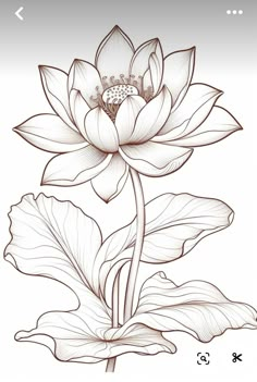 a drawing of a lotus flower on a white background