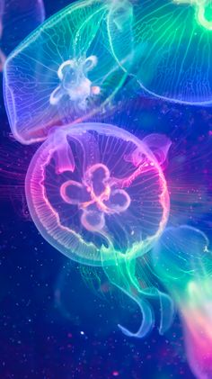 three jellyfish swimming in the water with colorful lights on them's sides and their tails