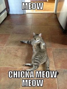 a cat laying on the floor with caption that reads meow chicka meow meow