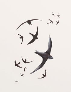 a flock of birds flying in the sky with their beaks extended and spread out