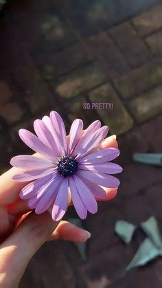 Pretty Flowers Photography, Snap Streak Ideas Easy, Flowers Instagram, Instagram Creative Ideas, Sky Photography Nature, Nature Instagram, Nothing But Flowers, Instagram Ideas Post