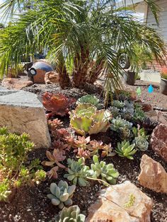 many different types of plants in a garden area with rocks and gravel around them on the side of a house