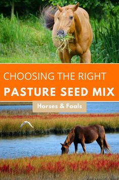 a horse eating grass in the middle of a field with text reading choosing the right pasture seed mix horses & foals