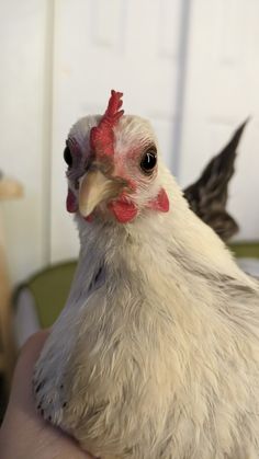 a close up of a person holding a small white and red chicken in their hand