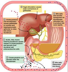 the anatomy of the human body including the liver, stomach, and bile system labeled in red