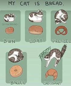 an image of cats that are eating breads and donuts with captioning